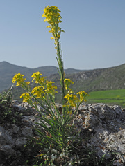 Erysimum raulinii