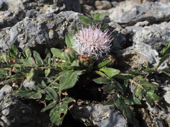 Centaurea raphanina raphanina