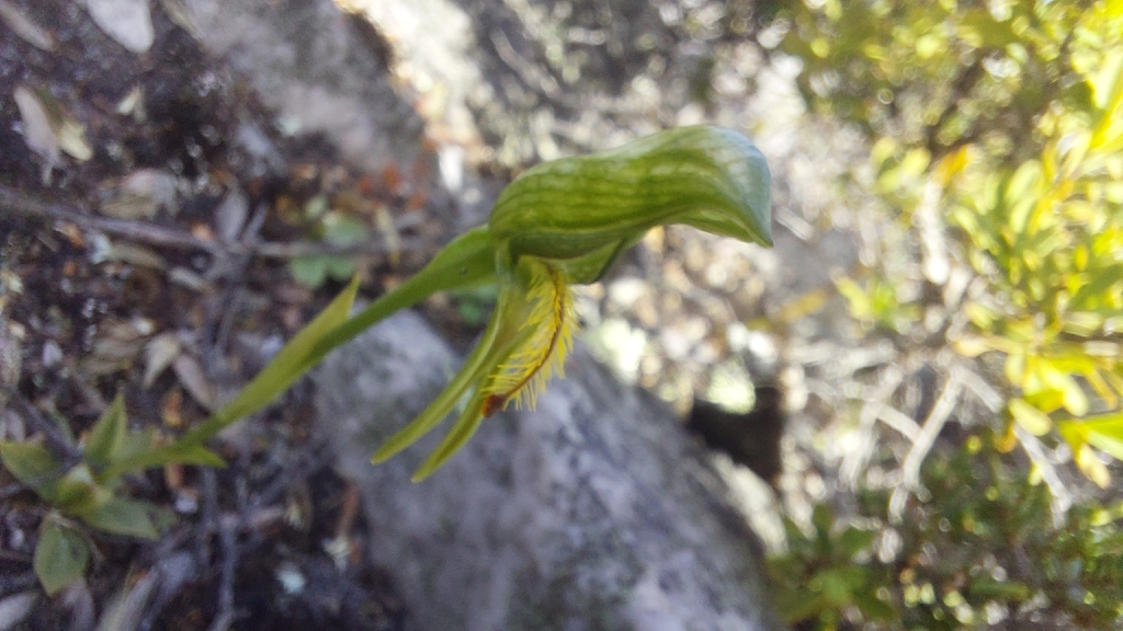 Pterostylis tasmanica