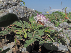 Centaurea raphanina raphanina