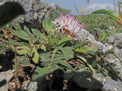 Centaurea raphanina raphanina