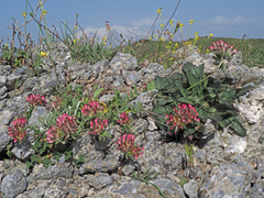 Anthyllis vulneraria rubriflora