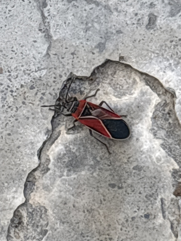 White-crossed Seed Bug from S Elk Ridge Ln, Spokane, WA, US on October ...