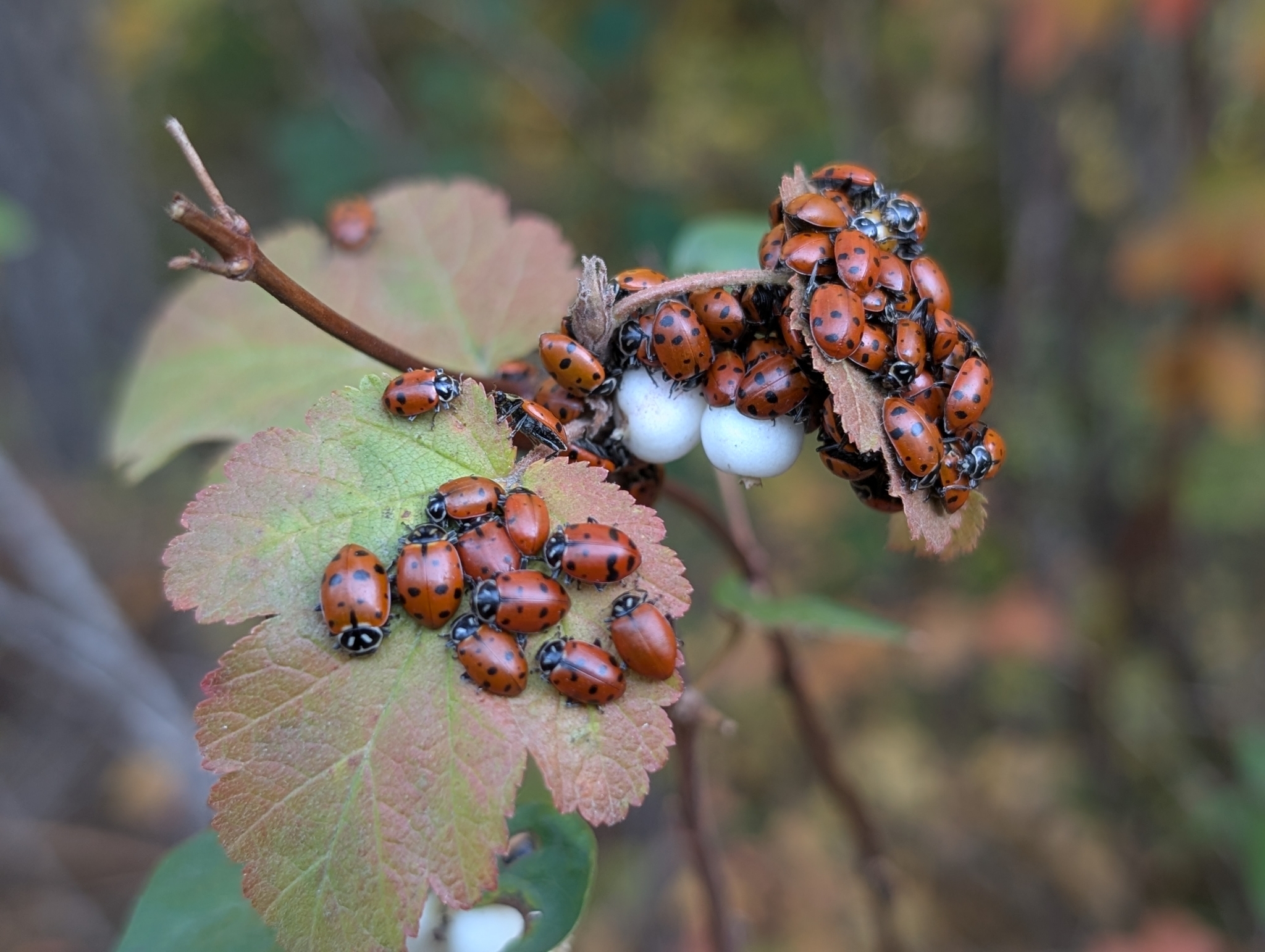 Convergent Lady Beetle (Hippodamia convergens) · iNaturalist