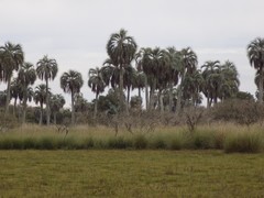 Butia odorata