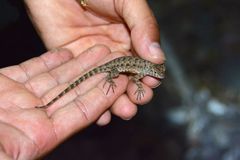 Sceloporus merriami