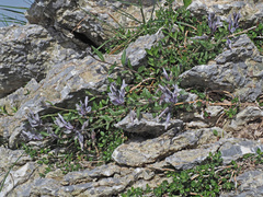 Polygala venulosa