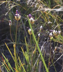 Aristea oligocephala