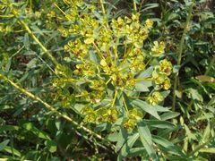 Euphorbia stepposa