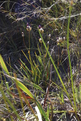 Aristea oligocephala