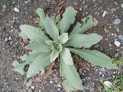 Verbascum