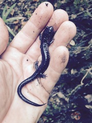 Plethodon chlorobryonis