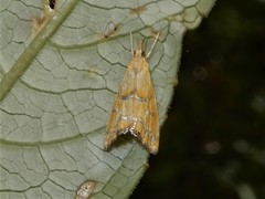 Glaucocharis auriscriptella