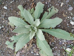 Verbascum