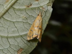 Glaucocharis auriscriptella