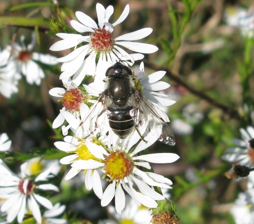 Unknown species found near Erie County, PA, USA