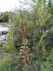 Verbascum