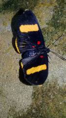 Melanis electron