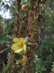 Verbascum