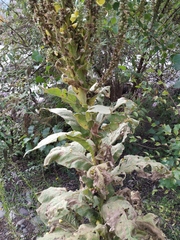 Verbascum