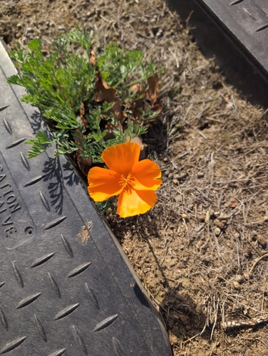 California poppy