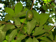 Sapranthus viridiflorus