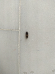 Erebidae