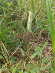 Chioides