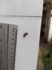 Erebidae