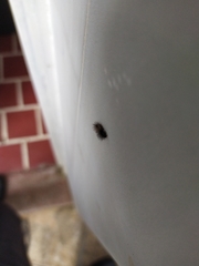 Erebidae