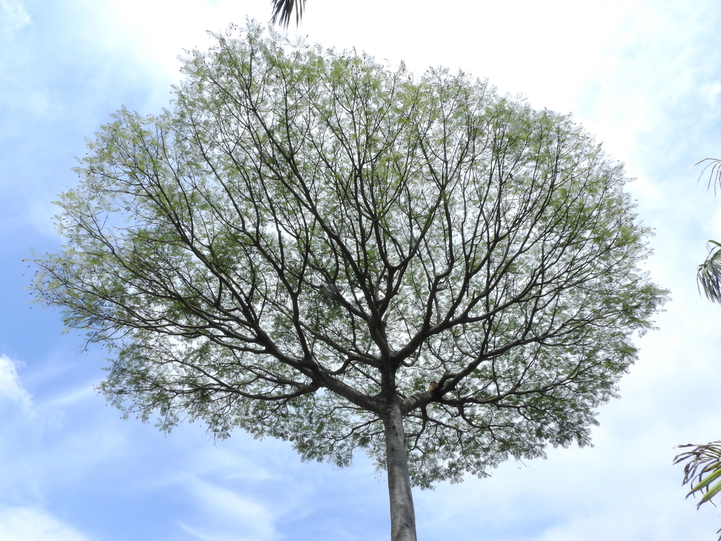 Árboles del Zope (Género Schizolobium) · NaturaLista Mexico