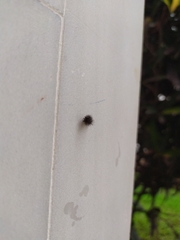 Erebidae