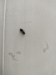 Erebidae