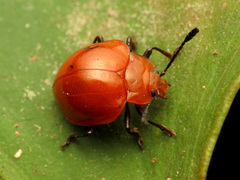 Corynomalus