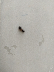 Erebidae