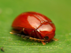 Ptilodactylidae