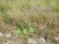 Limonium alutaceum