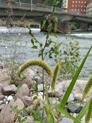 Setaria viridis pycnocoma