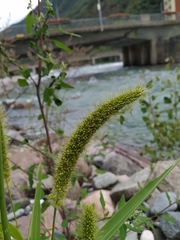 Setaria viridis pycnocoma