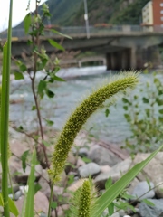 Setaria viridis pycnocoma