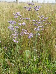 Limonium alutaceum