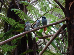 Terpsiphone bourbonnensis