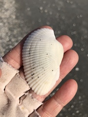 Anadara secticostata