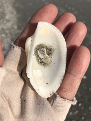 Anadara secticostata