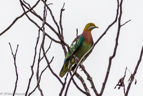 Ptilinopus ornatus observed 2019-07-21