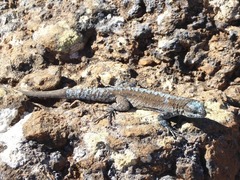 Urosaurus auriculatus
