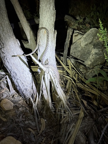 Brown Tree Snake sighting