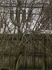 Cyanocitta cristata bromia