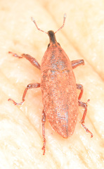 Lixus scrobicollis