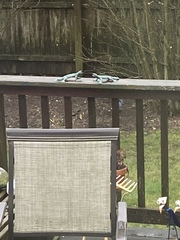 Cyanocitta cristata bromia